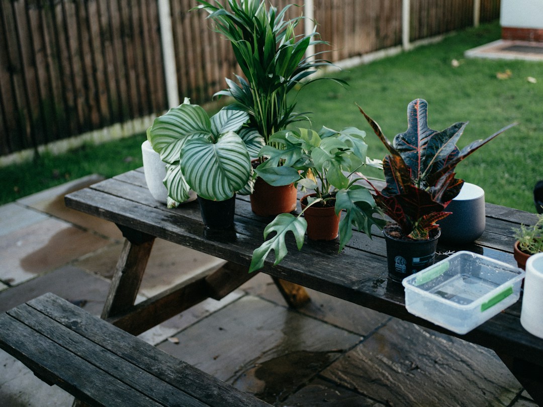 3 Signs You Need to Re-Pot Your Plants 2 img