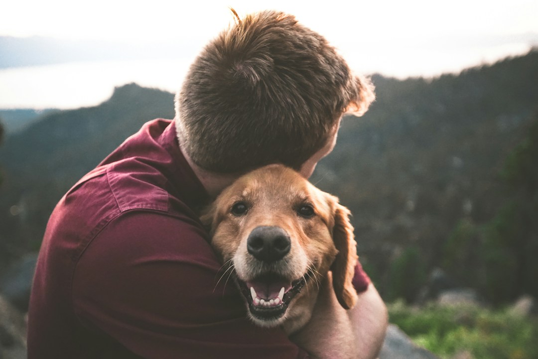 3 Reasons To Go Camping With Your Dog 3 img