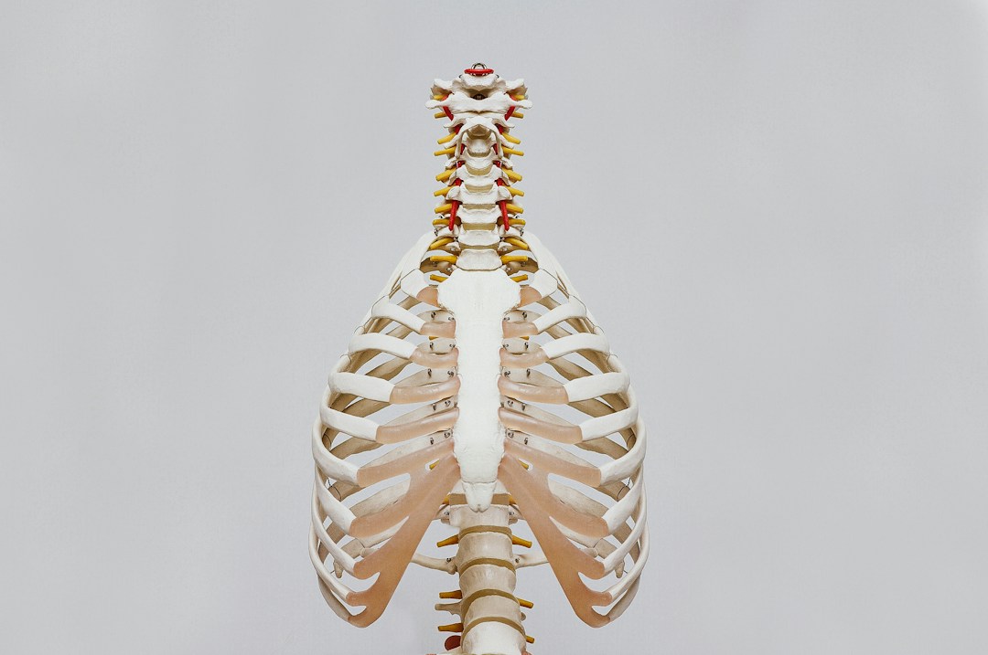How a Great Chiropractor Can Change Your Life for the Better 1 img