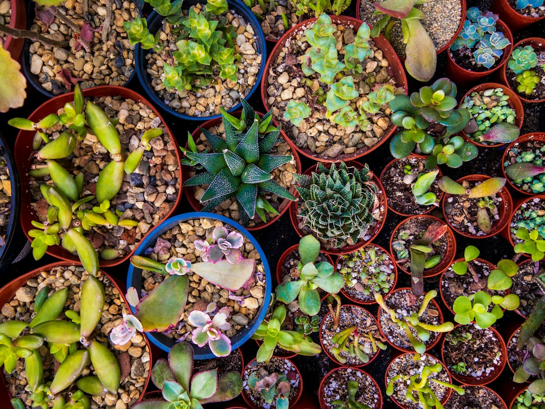 3 Signs You Need to Re-Pot Your Plants 1 img