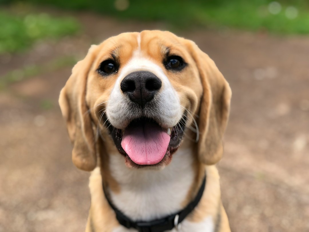 3 Reasons To Go Camping With Your Dog 1 img