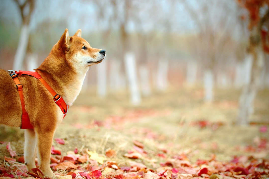 3 Reasons To Go Camping With Your Dog 2 img