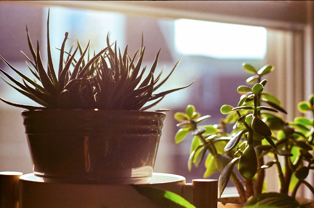 3 TIps to Keep Plants Healthy in an Apartment 1 img